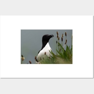 Razorbill on a cliff edge Posters and Art